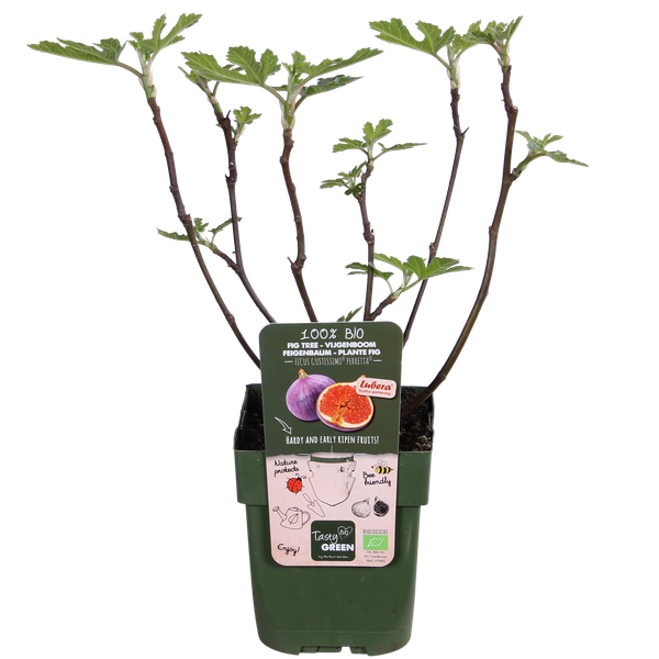 Ficus Gustissimo Perretta - Ø19cm - ↕50cm - Ø13 - ↨45cm  BotanicBridge