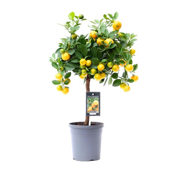 Citrus Calamondin - Ø15cm - ↕45cm  BotanicBridge