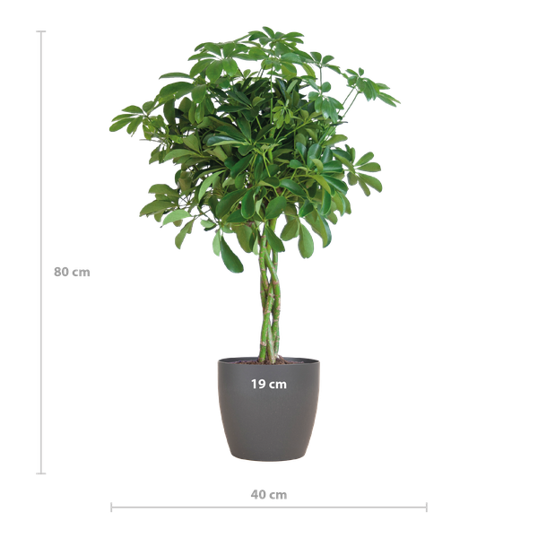 Schefflera Arab Nora met Viber grijs - 70cm - Ø21  BotanicBridge