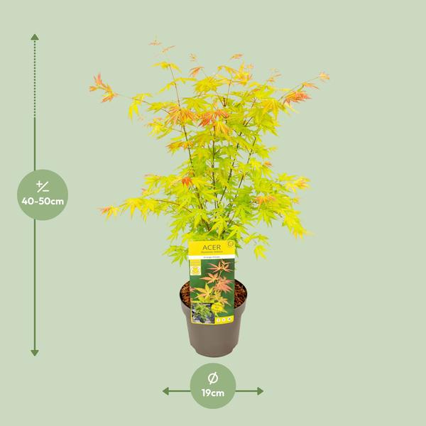 Acer palmatum Orange Dream - Ø19cm - ↕50cm  BotanicBridge