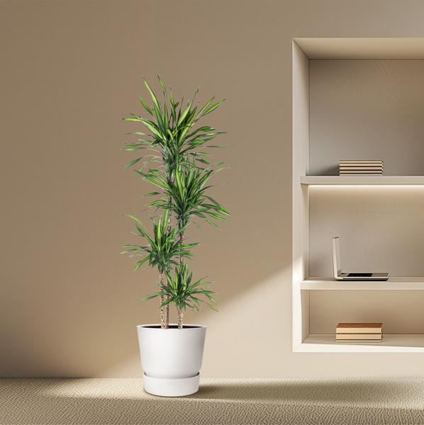 Dracaena Riki - 180 cm - ø27  BotanicBridge