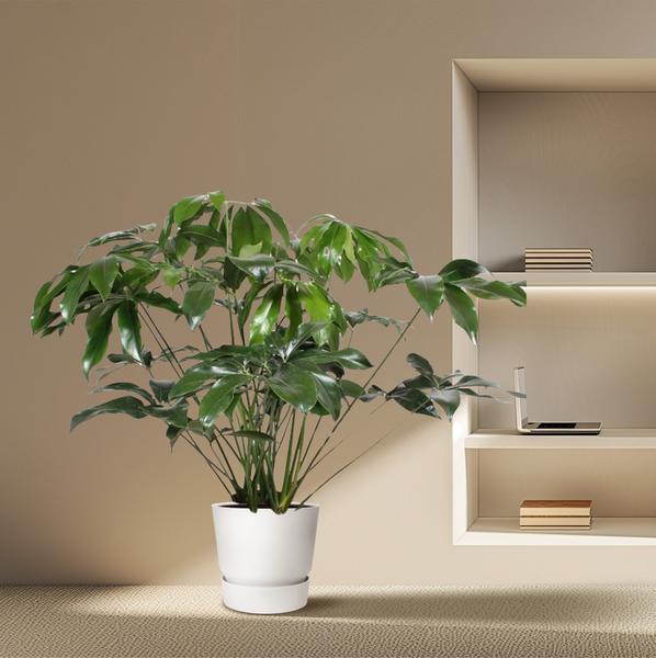 Philodendron Green Wonder - 140 cm - ø34  BotanicBridge