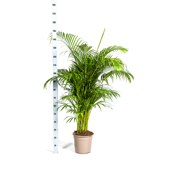 Dypsis lutescens Ø27cm - ↕180cm  BotanicBridge