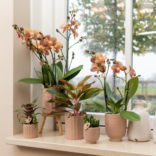 Kolibri Home | Glazed bloempot - Zandkleurige keramieken sierpot met glans - Ø9cm  BotanicBridge