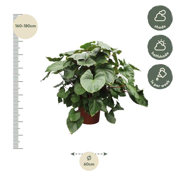 Homalomena Rubescens Maggy - 170 cm - ø60  BotanicBridge