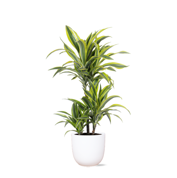 Dracaena Lemon Lime Ø21cm - ↕65cm  in Boule WIT pot  BotanicBridge