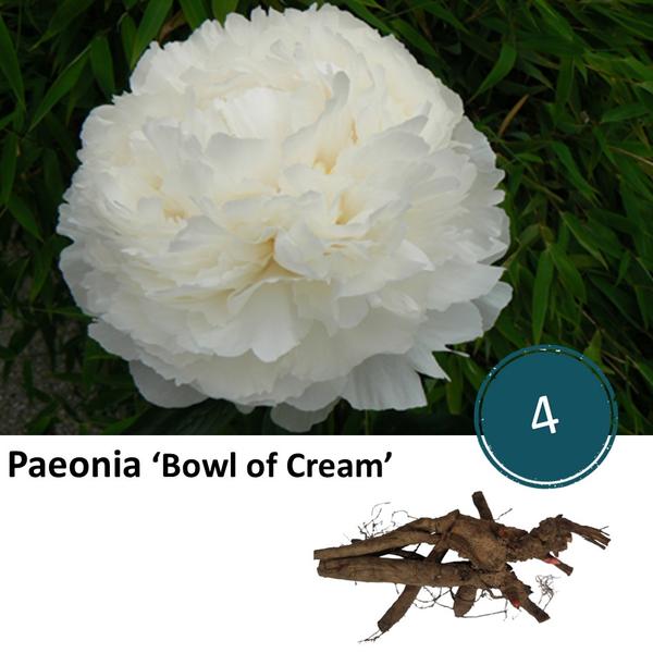 Paeonia 'Bowl of Cream' - 4x  BotanicBridge