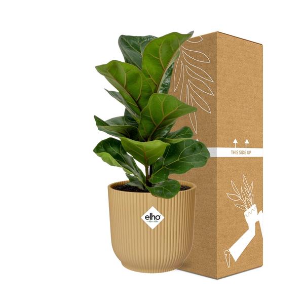 Ficus Lyrata ‘Bambino’ in ELHO Vibes Fold 14cm geel  BotanicBridge