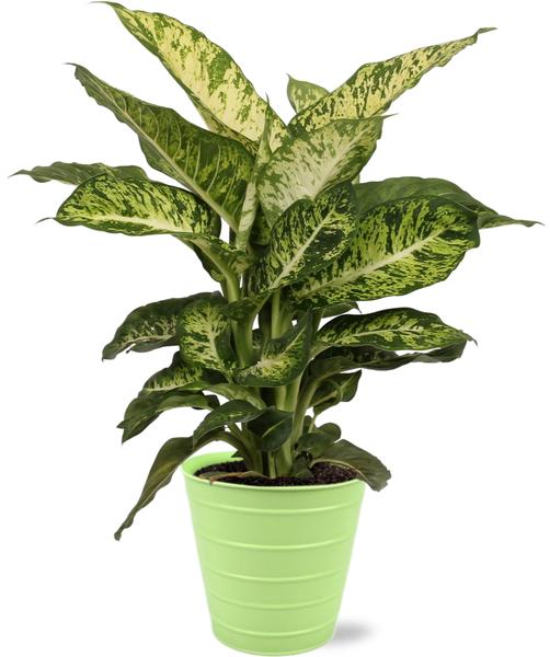 Dieffenbachia Mars - Ø17cm - ↕50cm + Bodhi Pot D18x17cm - Groen  BotanicBridge