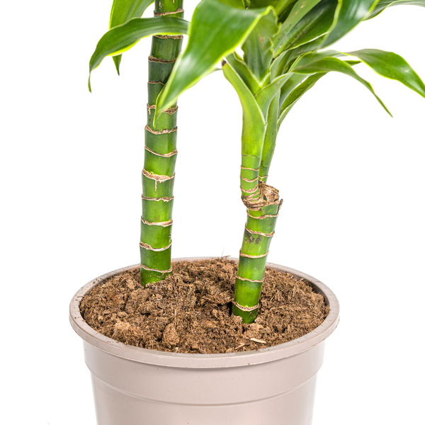 Dracaena Deremensis Dorado Ø19cm - ↕80cm  BotanicBridge