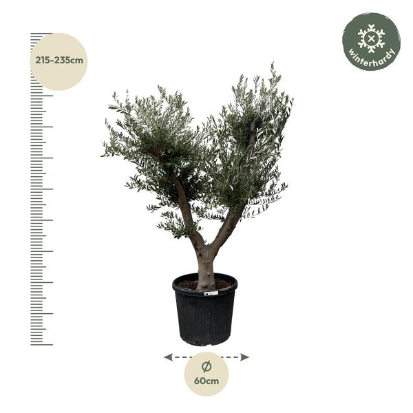 Olea Europaea Cultivo - 225cm- Ø60  BotanicBridge