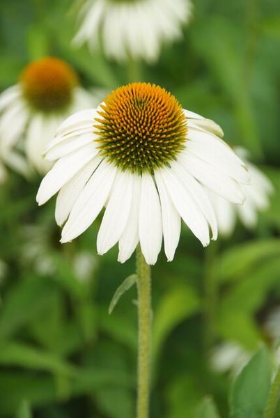 Echinacea p. 'White Swan' - ↕10-25cm - Ø9cm - 20x  BotanicBridge