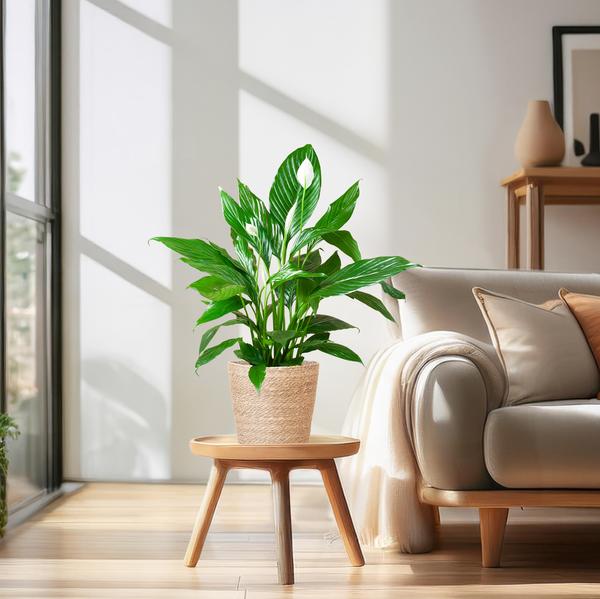 Spathiphyllum met Mand Sofia naturel - 80cm - Ø21  BotanicBridge