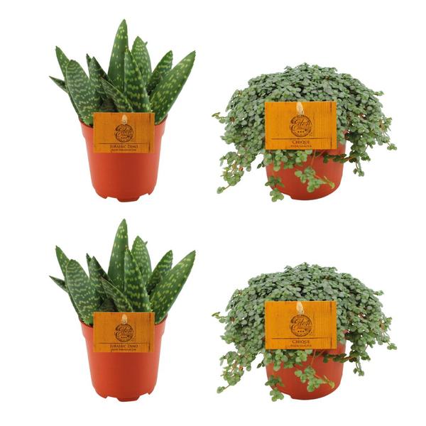 2x Aloe Paradisicum + 2x  Pilea Glauca - 4 stuks - Ø10.5cm - ↕10cm  BotanicBridge