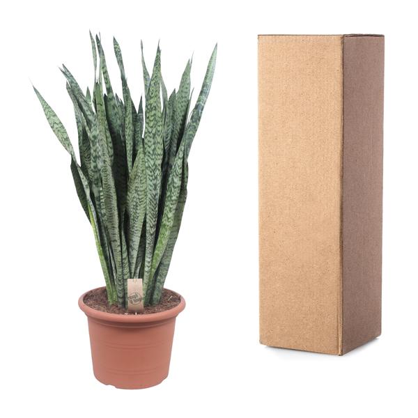 Sansevieria Zeylenica - 110 cm - ø35  BotanicBridge