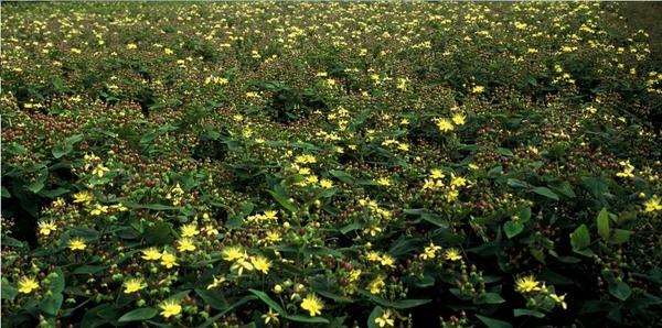 Hypericum inodorum 'Rheingold' - ↕10-25cm - Ø9cm - 40x  BotanicBridge