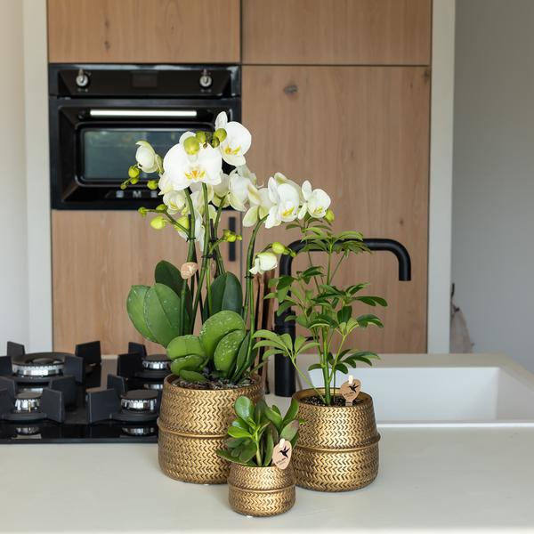 Kolibri Home | Groove bloempot - Gouden keramieken sierpot - potmaat - Ø6cm  BotanicBridge