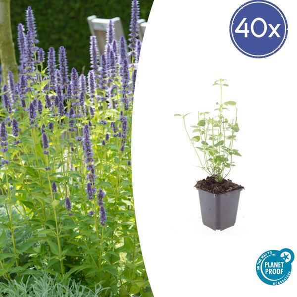 Agastache 'Black Adder' - ↕10-25cm - Ø9cm - 40x  BotanicBridge