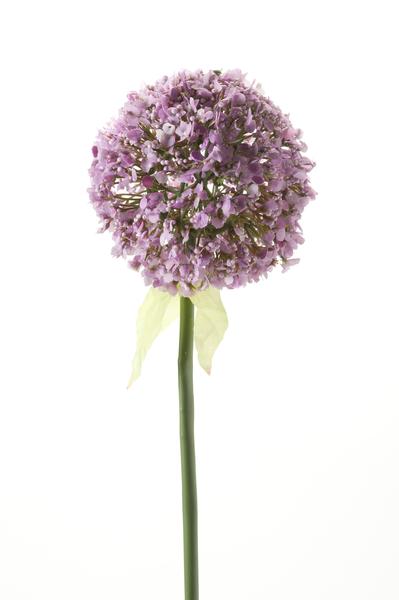 Kunstbloemen Solo - Purple - Allium Flower - x 7 - 70 cm  BotanicBridge