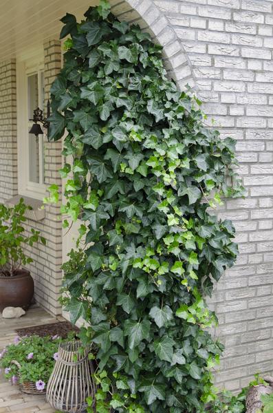 Hedera helix - Ø15cm - ↕65cm  BotanicBridge