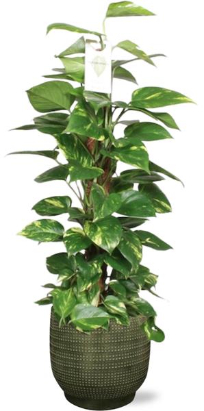 Epipremnum Aureum Mosstok - Ø19cm - ↕80cm + Lykke Pot D21x20cm - Groen  BotanicBridge