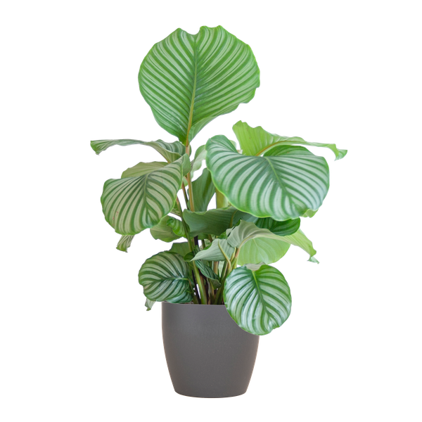 Calathea Orbifolia met Viber grijs - 65cm - Ø21  BotanicBridge