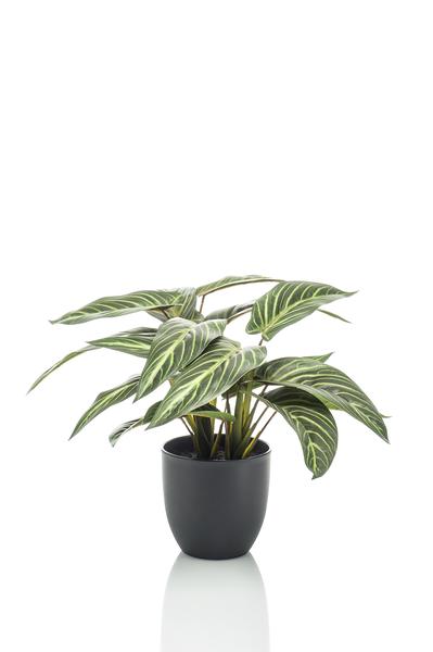 Kunstplant - Calathea Zebrina - Schaduwplant - 38 cm  BotanicBridge