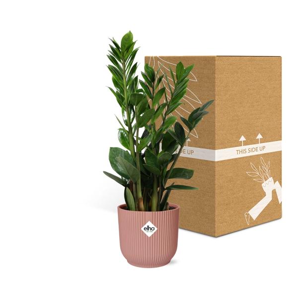 Zamioculcas – Hoogte 45-50 in ELHO Vibes Fold 14cm roze  BotanicBridge