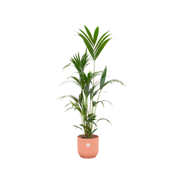 Combi deal - Kentia palm inclusief elho Vibes Fold Round roze Ø30 - 160 cm  BotanicBridge