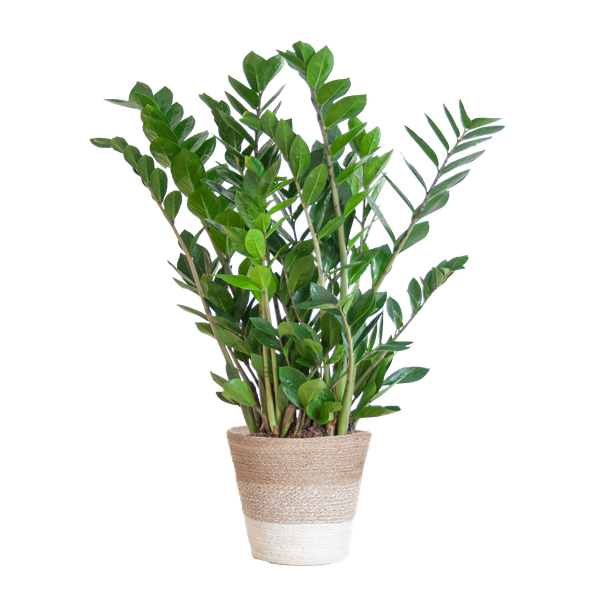 Zamioculcas Zamiifolia met Mand Lissabon wit  - 80cm - Ø21  BotanicBridge