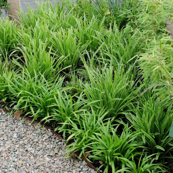 3 x Carex morrowi 'Ice Dance' - Ø 14 cm - ↨ 25 cm  BotanicBridge