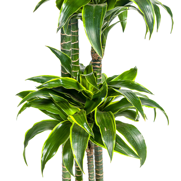 Dracaena Deremensis Dorado Ø27cm - ↕180cm  BotanicBridge