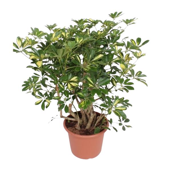 Schefflera Gold Capella vertakt - 130 cm - ø40  BotanicBridge