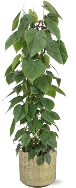 Philodendron Scandens - Ø24cm - ↕120cm + Stian Pot D25x22cm - Groen  BotanicBridge