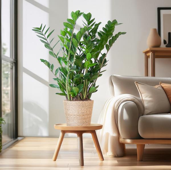 Zamioculcas Zamiifolia met Sofia mand naturel  - 80cm - Ø21  BotanicBridge