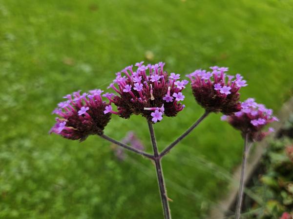 Verbena bonariensis - ↕10-25cm - Ø9cm - 40x  BotanicBridge