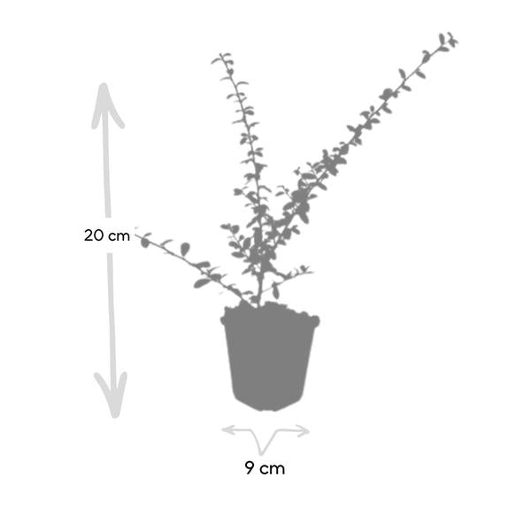 Cotoneaster suec. 'Coral Beauty' - ↕10-25cm - Ø9cm - 6x  BotanicBridge