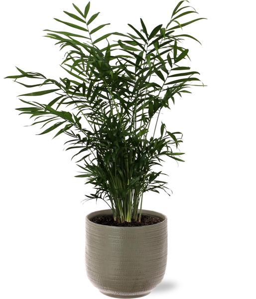 Chamaedorea Elegans - Ø17cm - ↕55cm + Aresso Pot D18x16,5cm - Grijs Groen  BotanicBridge