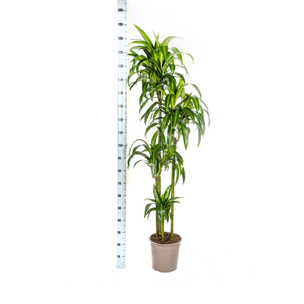 Dracaena Deremensis Hawaiian Sunshine Ø27cm - ↕180cm  BotanicBridge