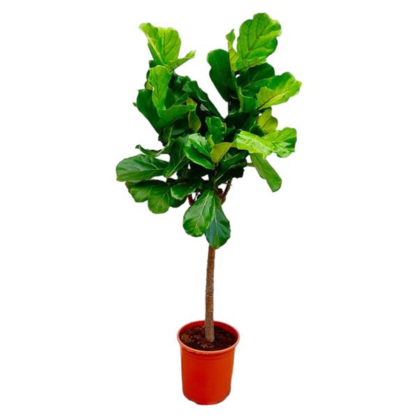 Ficus Lyrata boom - 160 cm - ø30  BotanicBridge