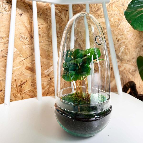 DIY terrarium - Egg Coffea Arabica - ↕ 25 cm  BotanicBridge