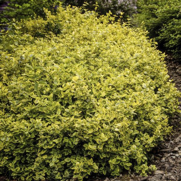 Euonymus fort. 'Emerald 'n Gold’ - ↕10-25cm - Ø9cm - 12x  BotanicBridge