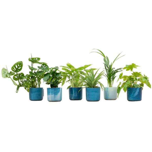 Verrassingsbox - 6 planten inclusief elho Ocean Round atlantisch blauw Ø14  BotanicBridge