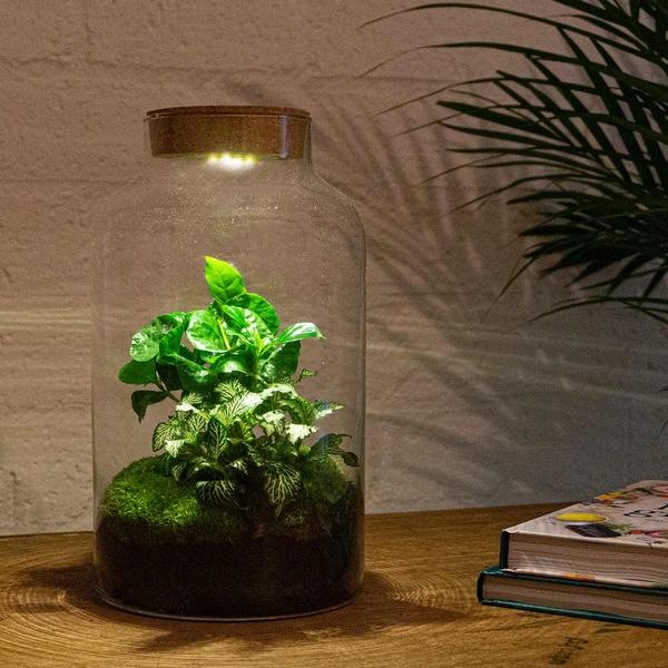 DIY terrarium - Milky Coffea met lamp - ↕ 31 cm - Rake + Shovel  BotanicBridge