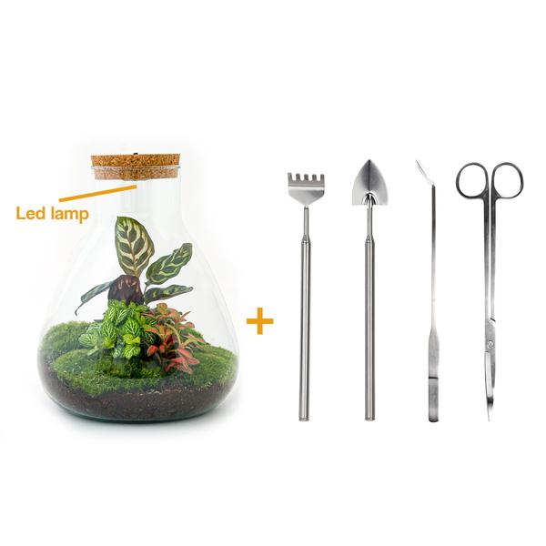 DIY terrarium - Sam Calathea with Light - ↕ 30 cm - Rake + Shovel + Tweezer + Scissors  BotanicBridge