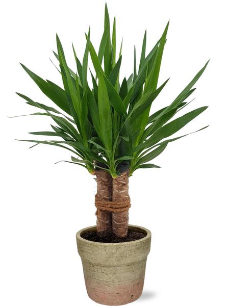 Yucca "Tres Cañas" Stam - Ø19cm - ↕70cm + Invorno Pot D20x18cm - Naturel  BotanicBridge