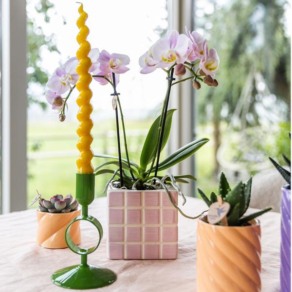 Kolibri Orchids | roze phalaenopsis orchidee Portugal + Mosa sierpot roze - potmaat Ø9cm | bloeiende kamerplant - vers van de kweker  BotanicBridge