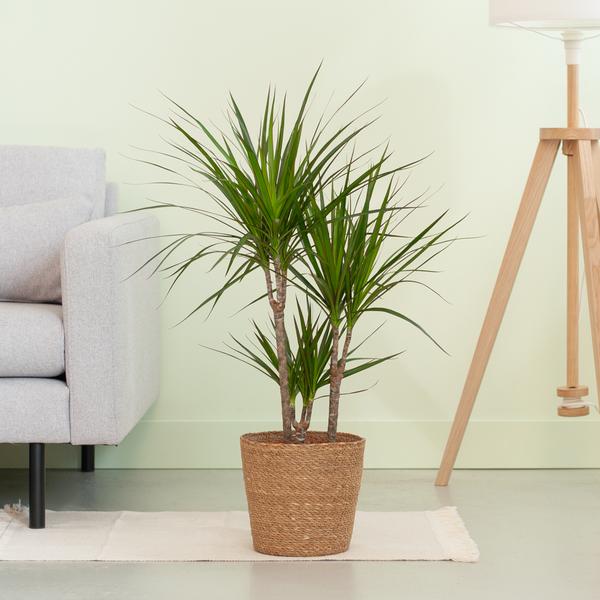 Dracaena Marginata met naturel mand - 95cm - Ø21  BotanicBridge