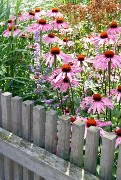 Echinacea p. 'Magnus' - ↕10-25cm - Ø9cm - 40x  BotanicBridge