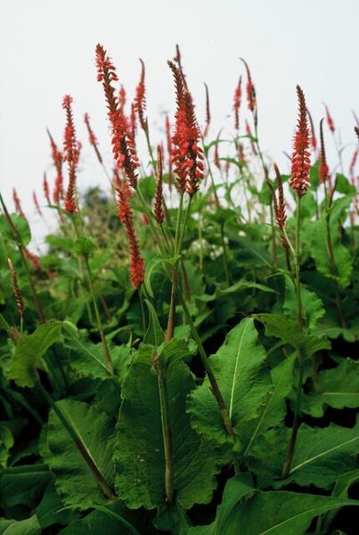 Persicaria amplexicaulis - ↕10-25cm - Ø9cm - 40x  BotanicBridge